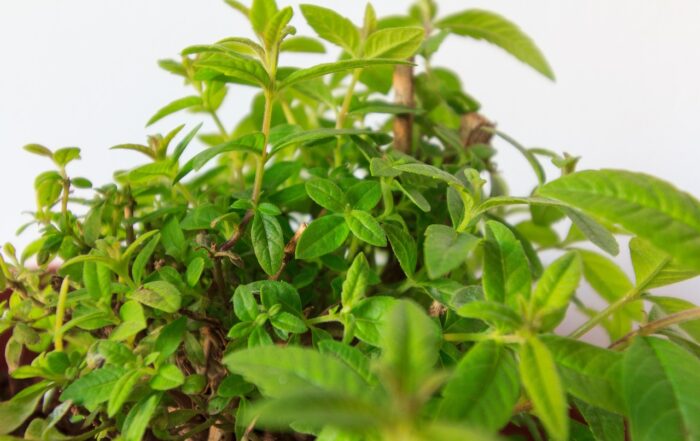 Lemon Verbena 5178934 1280
