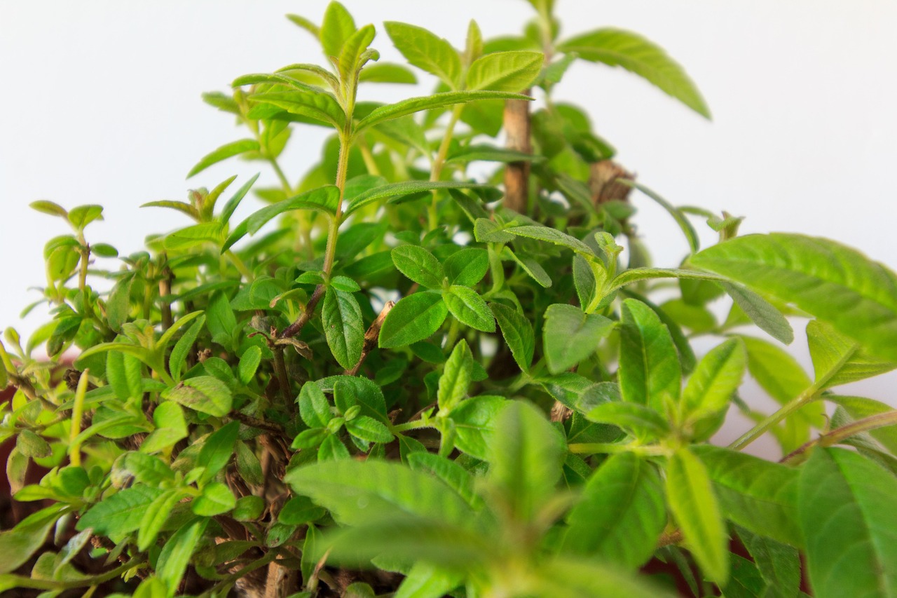 Lemon Verbena 5178934 1280